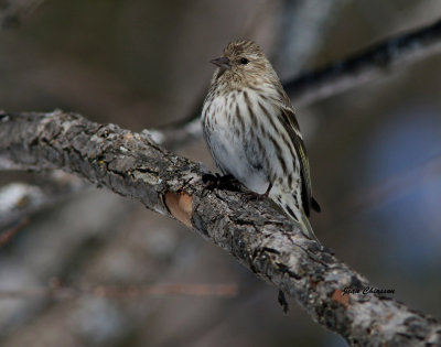 Tarin Des Pins / Pine Siskin