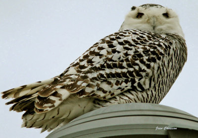 Harfang des Neiges juvénile (Snowy Owl / Full Frame