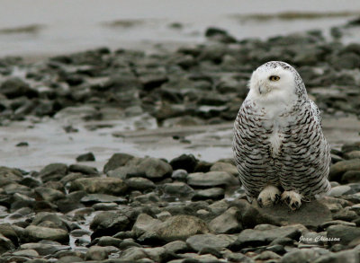Harfang des Neiges juvénile (Snowy Owl 