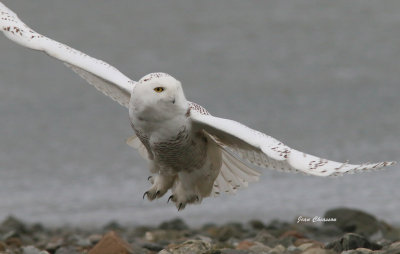Harfang des Neiges (Snowy Owl 