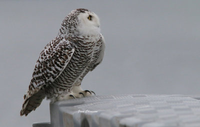 Harfang des Neiges (Snowy Owl 