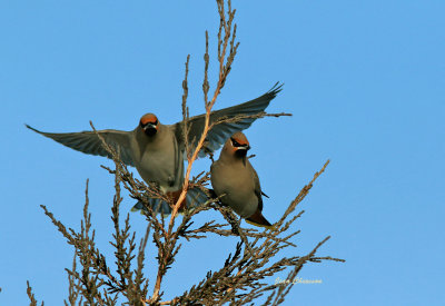 Jaseur boral (Bohemian Waxwing) 