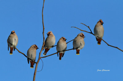 Jaseur boréal (Bohemian Waxwing)