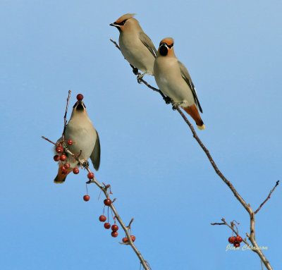 Jaseur boréal (Bohemian Waxwing)