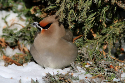 Jaseur boral (Bohemian Waxwing) 