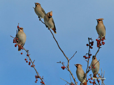 Jaseur boral (Bohemian Waxwing)