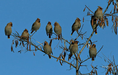 Jaseur boral (Bohemian Waxwing)