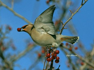 Jaseur boral (Bohemian Waxwing)