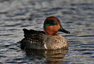   Sarcelle D'hiver ( Green - winged Teal )
