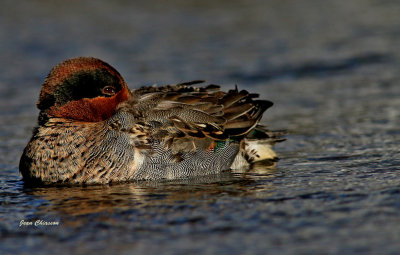  Sarcelle D'hiver ( Green - winged Teal )