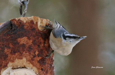 Sittelle  Poitrine rousse ( Red-breasted Nuthatch ) 