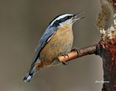 Sittelle  Poitrine rousse ( Red-breasted Nuthatch ) 