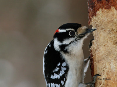 Pic Mineur ( Downy Woodpecker )