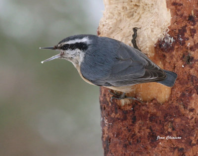 Sittelle  Poitrine rousse ( Red-breasted Nuthatch ) 