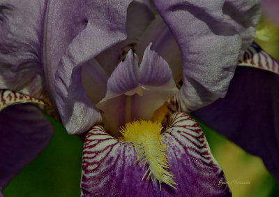 Iris pseudacorus / iris des marais 