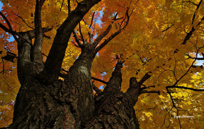 Lumière D`automne