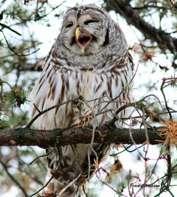 Chouette Raye  (Barred Owl )