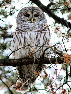 Chouette Raye  (Barred Owl )