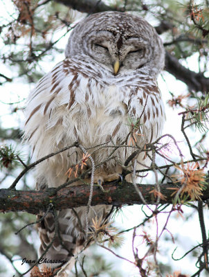 Chouette Raye  (Barred Owl )
