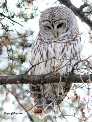 Chouette Raye  (Barred Owl )