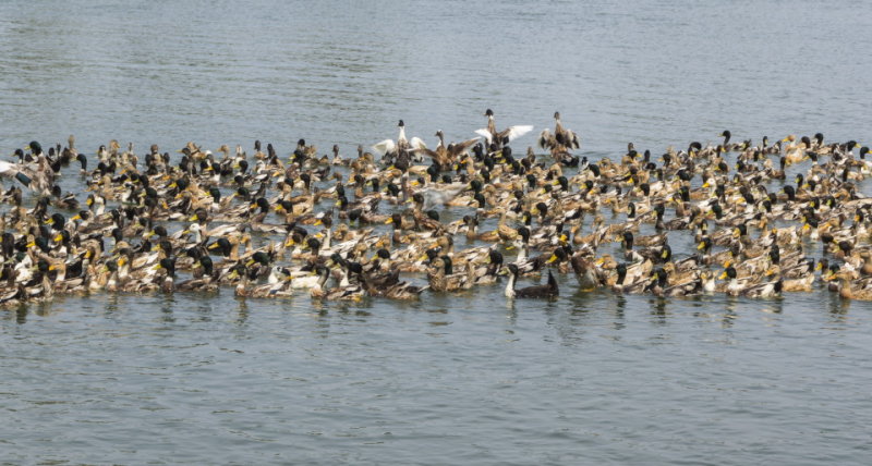 duckfarming3-sk.JPG