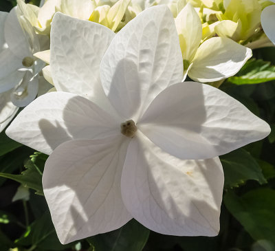 whiteflower-sk-web.jpg
