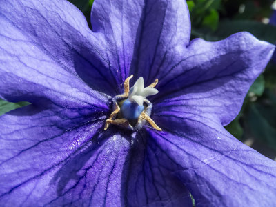 violetflower-sk-web.jpg