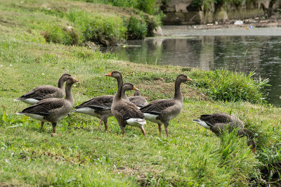 canadageese-tweed.jpg