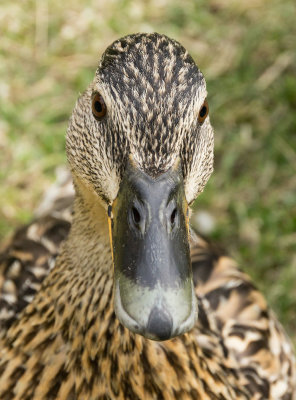 mallard-faceon.jpg