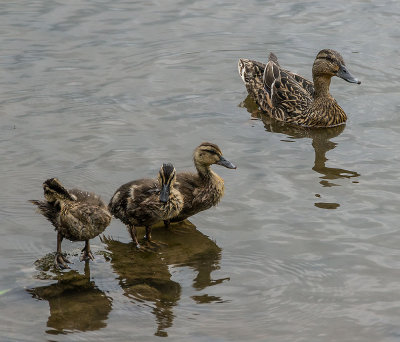 mallard-family.jpg