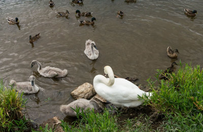 swanfamily-andducks.jpg