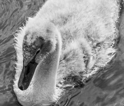 cygnet-bwstudy-sk.jpg