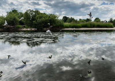 gullflight-reflections-sk.jpg