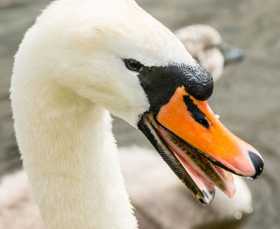 swan-beak-sk.jpg