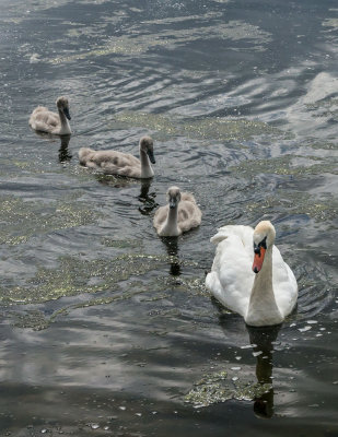 swanwithcygnets-sk.jpg