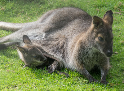 fivesisters-wallabymum-sk.jpg