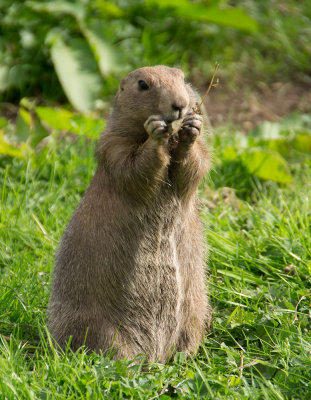 fivesisters-prairiedog-sk.jpg