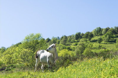 pyreneescattle3-sk.JPG