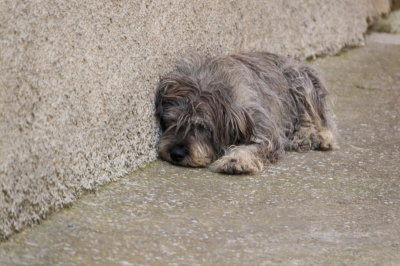 sleepingdog-sk.JPG