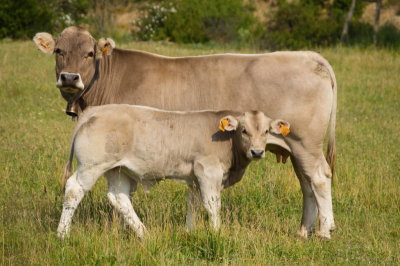 spanishcowandcalf1-sk.JPG