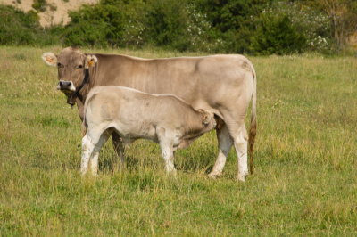spanishcowandcalf2-sk.JPG
