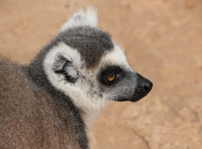 lemurface1-sk.jpg