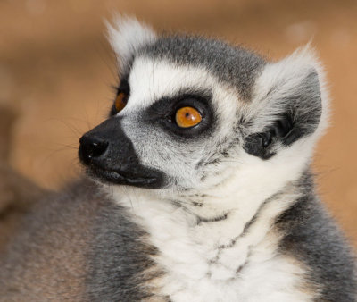 lemurface2-sk.jpg