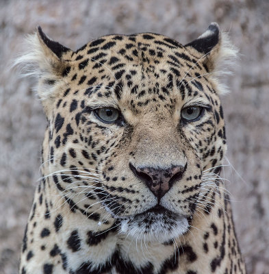 leopardstare.jpg