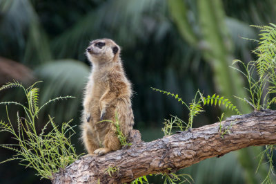 meerkat1-sk.jpg