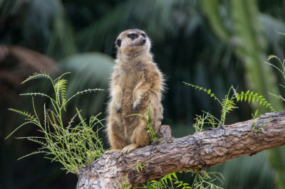 meerkat2-sk.jpg