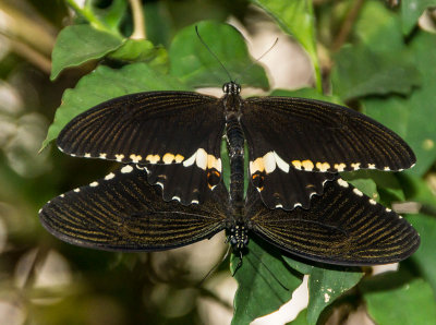 mating-pair2.jpg