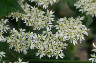 flowersskjul3rd12.jpg