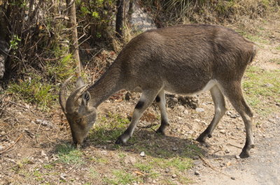 eravikulam-nilgiri-tahr2-sk.JPG