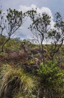 nilgiri-tahr1-sk.JPG